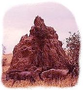 Termite mound and Wildebeast