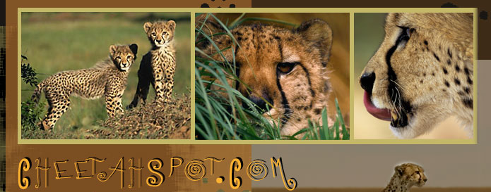 Cheetah Photos