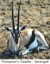 Thompsons Gazelle