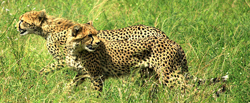 Cheetah Coalition of Males