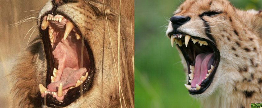 Lion Teeth Compared to Cheetah Teeth