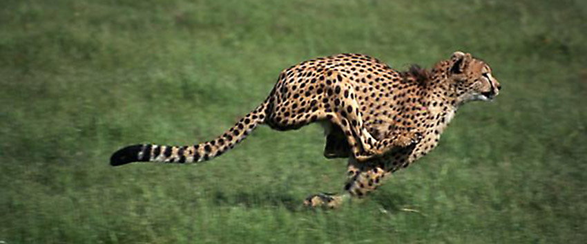 Cheetah Running Speed