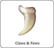 Claws & Paws
